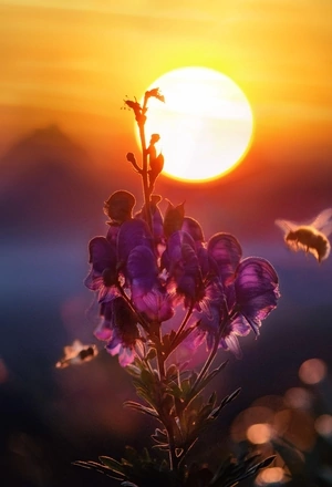 Image: Bee, flower, sun, sunset, glare, blur