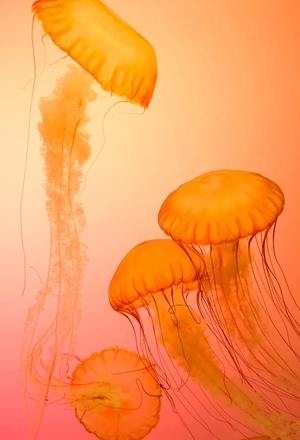 Картинка: Медузы, яркий фон, щупальца