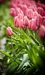 Картинка: Поле розовых тюльпанов