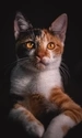 Картинка: Фотопортрет кошки