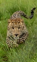 Image: Spotted leopard in the grass
