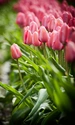 Image: Field of pink tulips