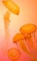 Картинка: Ярко-оранжевые медузы