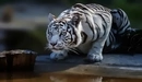 Картинка: Белый тигр на водопое.