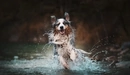 Картинка: Собака бежит по воде создавая брызги.