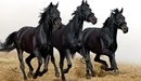 Картинка: Чёрное трио лошадей