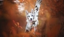 Картинка: Белая собака с пятнами обнимает берёзку.