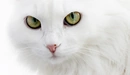 Картинка: Морда белой кошки крупным планом