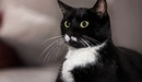 Картинка: Чёрно-белый кот смотрит с опаской.