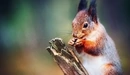 Image: Squirrel gnaws nut