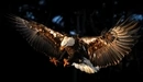 Картинка: Белоголовый орлан