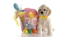 Картинка: Белый щенок сидит возле пасхальной сумки с цветными яйцами.