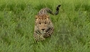 Картинка: Кошка бежит по траве