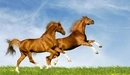 Картинка: Пара прекрасных лошадей-скакунов