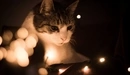Картинка: Кошка внимательно смотрит на огоньки гирлянды