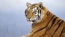 Картинка: Амурский тигр - малочисленный подвид тигров.