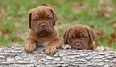 Image: The puppies sit at the log