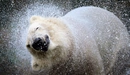 Картинка: Белый медведь делает встряску после выхода из воды