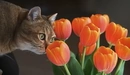 Картинка: Кошка нюхает тюльпаны