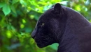 Картинка: Чёрная пантера