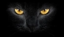 Картинка: Лицо чёрной кошки