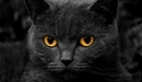 Картинка: Жёлтые глаза чёрной кошки.