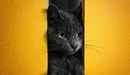 Картинка: Чёрный кот между жёлтой стеной