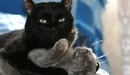 Картинка: Чёрный кот повалил кошку на спину