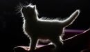 Картинка: На силуэте пушистого котёнка в темноте видна белая шёрстка