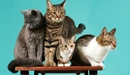 Image: Four cats on the table.