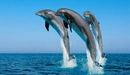 Image: A shot with three dolphins
