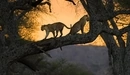 Картинка: Леопарды на дереве.