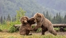 Картинка: Двое бурых медведей дерутся в лесу