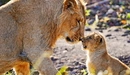 Картинка: Львица с детёнышем
