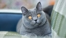 Картинка: Британская короткошёрстная кошка сидит на диване выпучив глаза.
