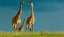 Картинка: Три жирафа