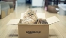 Картинка: Очень красивая кошка сидит в коробке