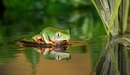 Image: Tree frog sits on the surface of the water