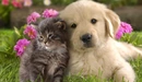 Image: The puppy with the kitten.