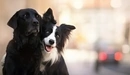 Картинка: Две собаки позируют фотографу