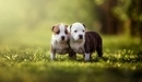 Картинка: Два пёсика стоят на траве в парке