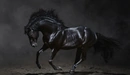 Картинка: Красивая чёрная лошадь