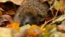 Image: Forest hedgehog cringed.