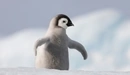 Картинка: Маленький пингвинёнок.