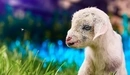 Картинка: Маленький белый козлёнок сидит в траве