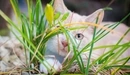 Image: White cat looks out from behind of grass