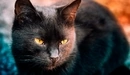 Картинка: Чёрный кот с жёлтыми глазами