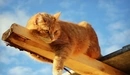 Картинка: Рыжий кот греется на солнышке