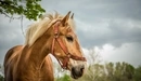 Image: Beautiful horse.