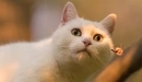 Картинка: Белая кошка на размытом фоне.